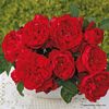 rose_rot_kletterrose_florentina_kordes_3_1