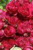 MAP_0006950_ROSA_ERIC_TABARLY_ROSE_BREEDER_MEILLAND