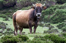 Rasa Asturian Valley la munte