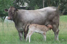 Rasa Bazadais cu vitel