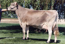 Rasa elvetiana Brown Swiss