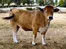 Rasa franceza Aubrac