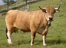 Rasa franceza Aubrac-76
