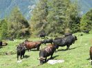 Rasa Herens mixta din Elvetia