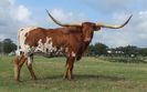 Rasa Texas Longhorn-1
