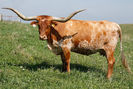 Rasa Texas Longhorn-4