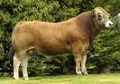 Taur din rasa Aubrac-7