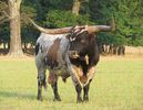 Taur din rasa Texas Longhorn-6