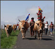 Transhumanta in Franta cu vacile Aubrac