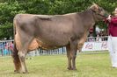 Vaca cu lapte Brown Swiss-5