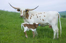 Vaca cu vitel Texas Longhorn-4