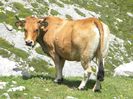 Vaca de rasa spaniola