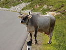 Vaca rasa Grauveh din Tirol
