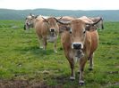 Vaci din rasa Aubrac-p9