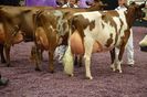 Vaci din rasa Ayrshire la Expozitie