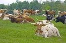 Vaci din rasa Texas Longhorn