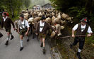 Vacile din Bavaria