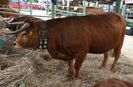 Vacute Arouquesa la expozitie