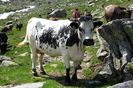 Vacute de lapte in Alpi