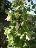 Ginseng chinezesc inflorit