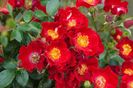 bassino-2
