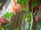 SAM_3413