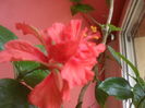 SAM_3419