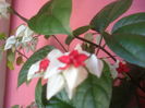 SAM_3453