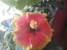 SAM_3467