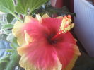 SAM_3468