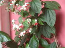 SAM_3475