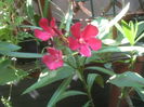 SAM_3484