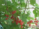 SAM_3504
