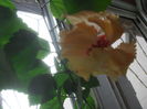 SAM_3507