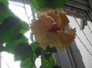SAM_3508