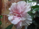 SAM_3549