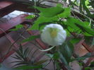 SAM_3552