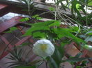 SAM_3553