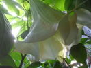 SAM_3557