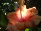 SAM_3565
