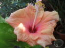 SAM_3567