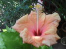 SAM_3568