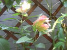 SAM_3574