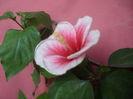 SAM_3578