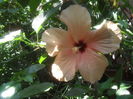 SAM_3594