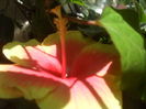 SAM_3604