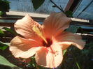SAM_3615