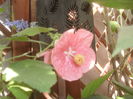 SAM_3616