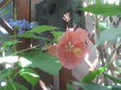 SAM_3617