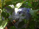 SAM_3618